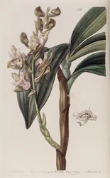 Eria ferruginea